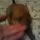 este perrito es un poko demasiado rebelde